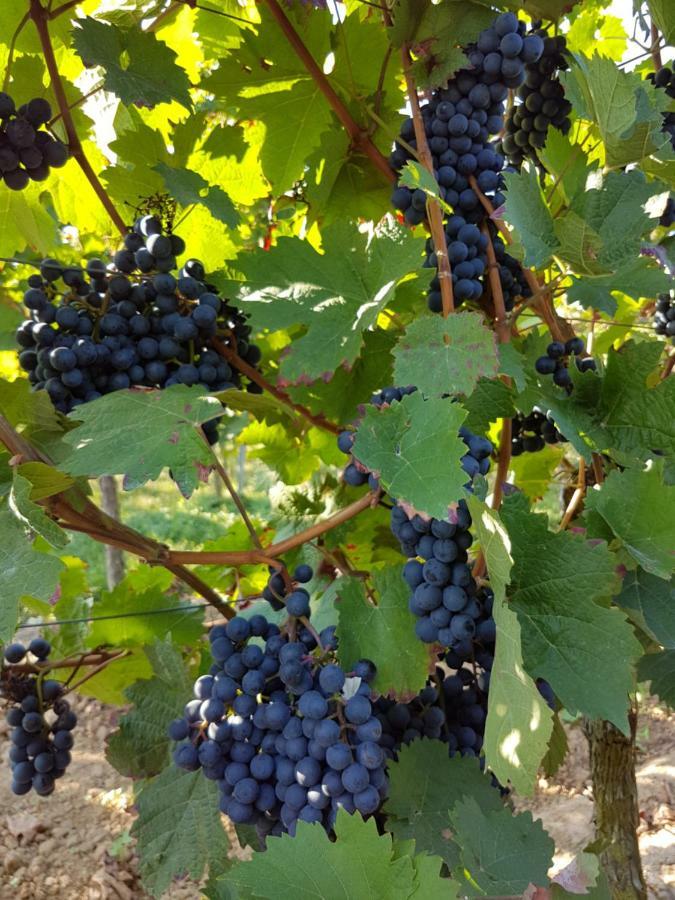 Weingut & Gaestehaus Nagel Kapellen-Drusweiler Eksteriør bilde