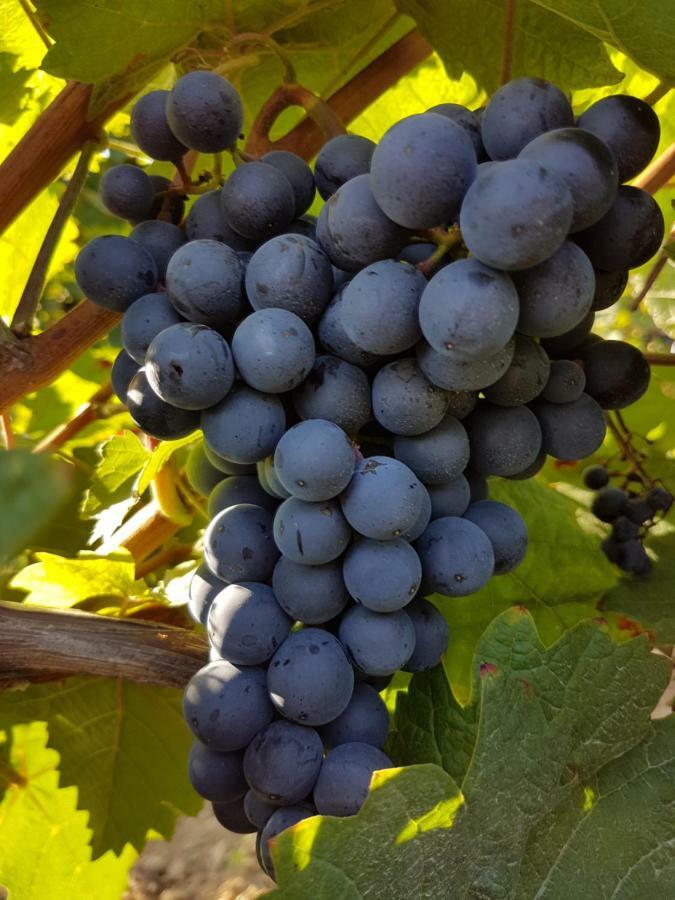 Weingut & Gaestehaus Nagel Kapellen-Drusweiler Eksteriør bilde