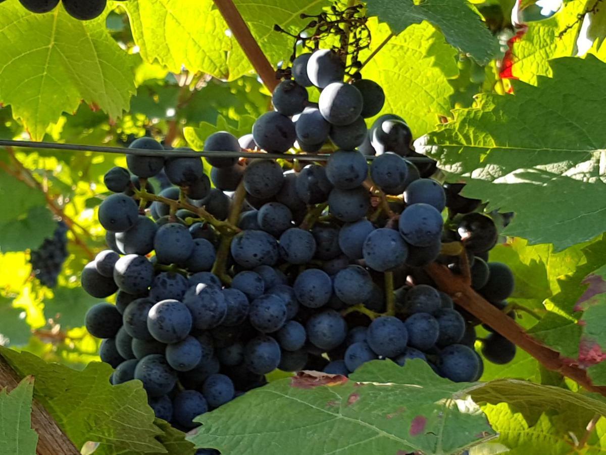 Weingut & Gaestehaus Nagel Kapellen-Drusweiler Eksteriør bilde
